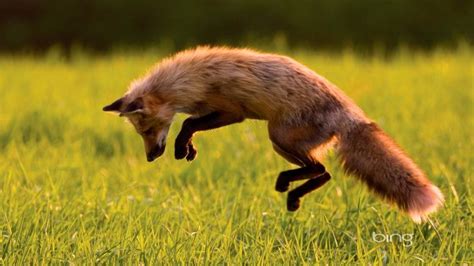 Free Download Bing Images Fox Fur Nebula Der Fuchspelz