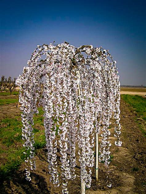 Snow Fountains Weeping Cherry Trees For Sale The Tree Center