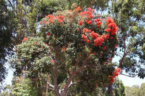 What Is A Red Flowering Gum Tree