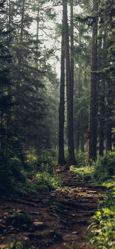 Forest During Daytime Iphone 12 Wallpapers Free Download