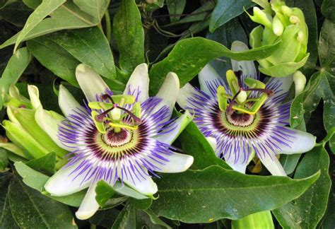Father Julians Blog The Passion Flower