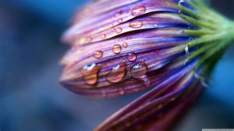 Purple Daisy Flower Nature Flowers Water Drops Plants Hd Wallpaper