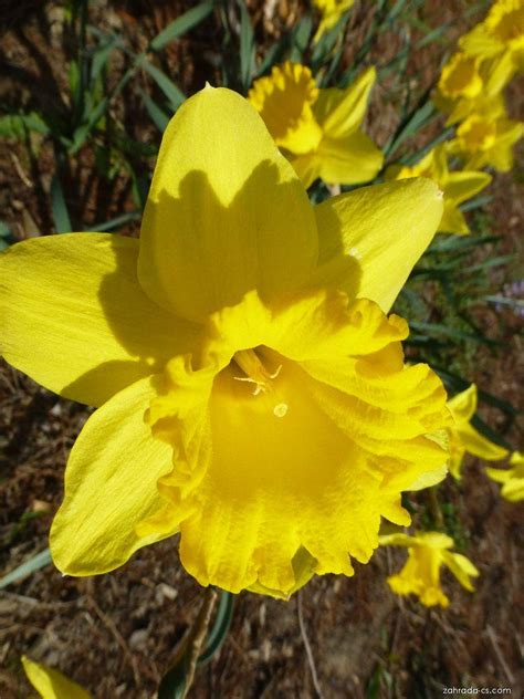 Narcis Narcissus Gigantic Star Květy Květenství Zahrada