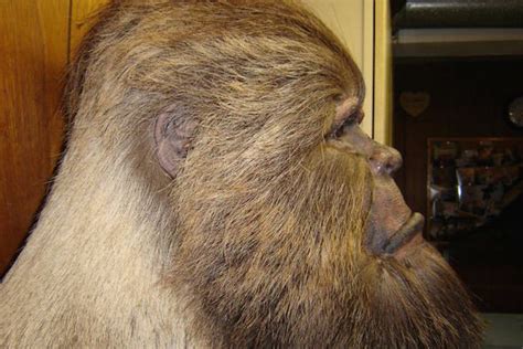 10 Bigfoot Facts That Will Definitely Keep You Out Of The Woods