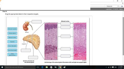 Add to your playing queue shoutout to all your followers shoutout to all your friends shoutout to all members of a group shoutout to specific user. Solved: Art-Labeling Activity: Anatomy And Histology Of Th ...