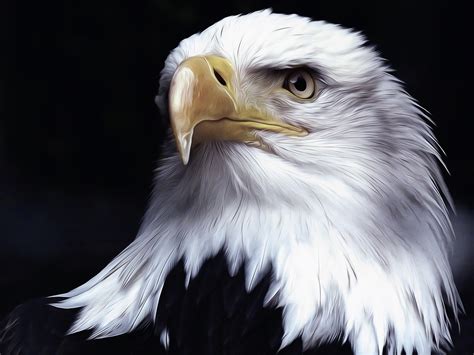 Oil Painting Portrait Of A Bald Eagle By Brigitte Werner