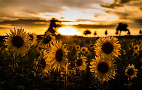 Download Sunset Sun Summer Field Nature Yellow Flower Flower Sunflower