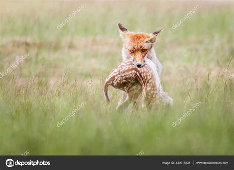 Red Fox With Prey — Stock Photo © Pimleijen 130916838