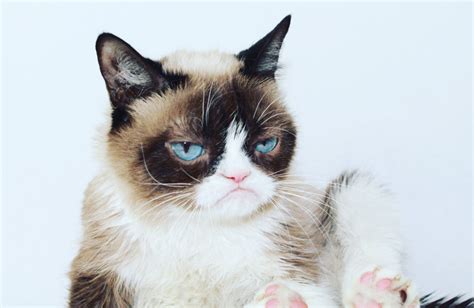 Grumpy Cat Heroes Wiki Fandom