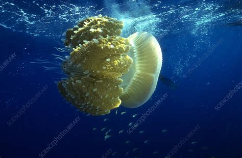 Crown Jellyfish Stock Image F0313899 Science Photo Library
