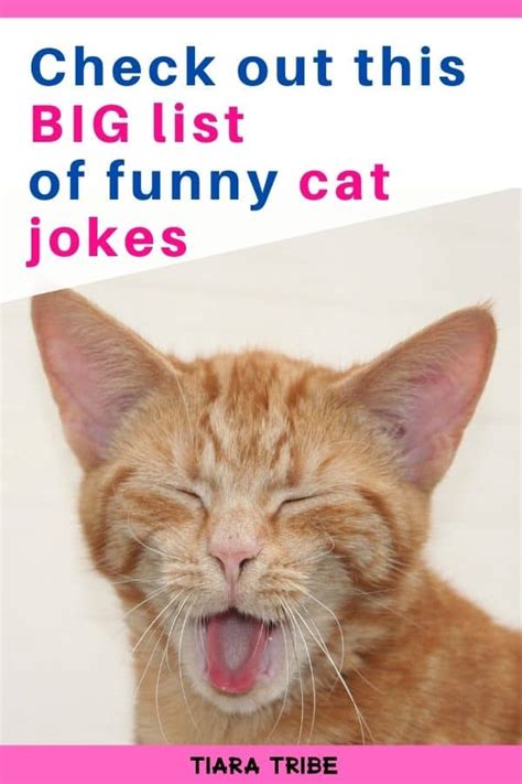cat jokes that are so funny you ll be feline pawsome cat jokes hot sex picture