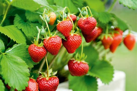 Growing Strawberries New Zealand Handyman Magazine