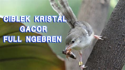 Masteran ciblek kristal gacor full ngebren Mp3 - YouTube