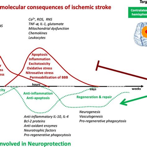 Chronological Cellular And Molecular Consequences Of Ischemic Stroke