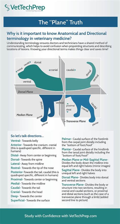 The Importance Of Knowing Anatomical And Directional Terminology Vet