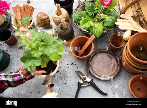 Gardening Cultivate Growth Seedling Plants Concept Stock Photo - Alamy