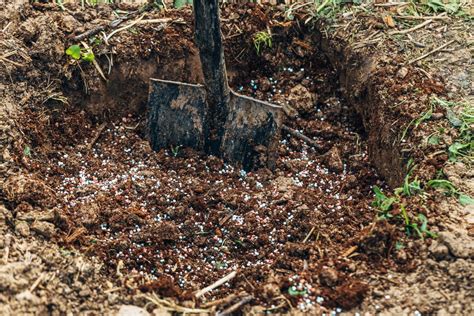 How To Deep Root Fertilize Trees Hayward Tree Service