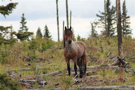 Stunning Wild Alberta Stallion Wild Horses Horses Wild