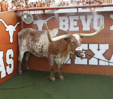 Bevo Xv Makes His Debut 100 Years After The First Bevo Went To A Ut