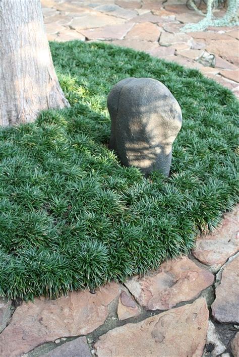 Mondo Grass Groundcover For The Yard And Garden