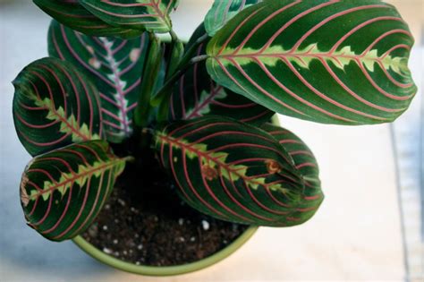 Prayer plant is also known as maranta leucoreura. The Best Pet Friendly Plants | Houseplant Girl