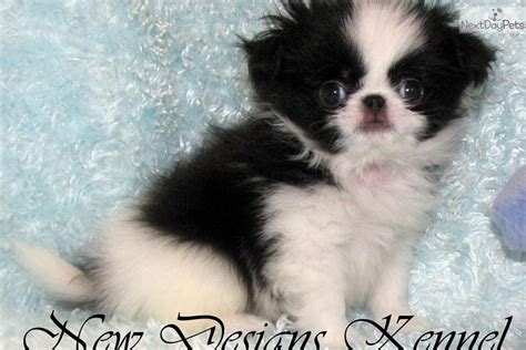 Japanese Chin Puppy For Sale Near Fort Dodge Iowa 2c730b3d D971