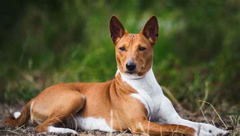 Basenji Dog Breed Profile Top Dog Tips