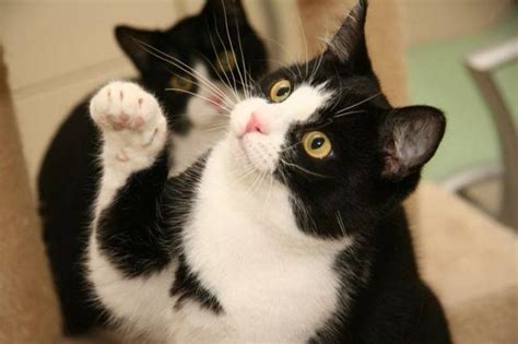 Tuxedo Cats Cute Cat Stuff Pinterest