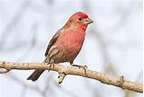House Finch Distribution Images