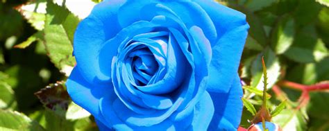 Pin by hannah louise stanley on flowers rosa amor rosas poemas. Blue Rose HD Wallpapers