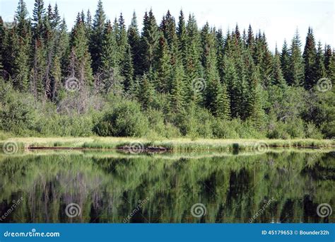 Pine Trees Reflected Lake Stock Photos Royalty Free Pictures