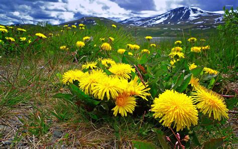 Dandelions In The Mountain Meadow Wallpaper Nature Wallpapers 19417
