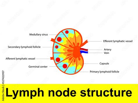 Lymph Node Structure Schematic Anatomic Illustration Showing Nodes