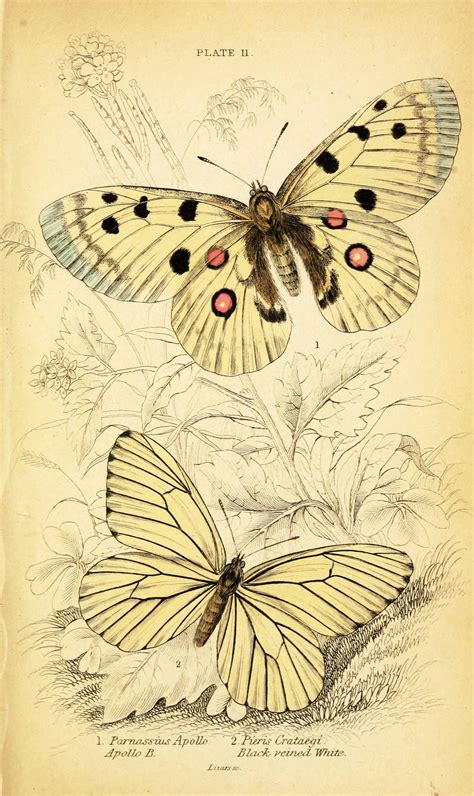 British Butterflies Vintage Butterfly Butterfly Illustration