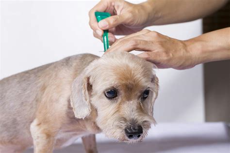 Fleas In Dogs Symptoms Causes Diagnosis Treatment Recovery