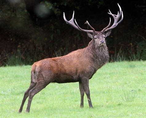 Return Of The Exmoor Emperor Beast That Could Be Our Biggest Wild