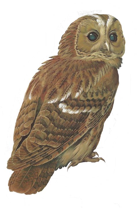 Tawny Owl Clipart 20 Free Cliparts Download Images On Clipground 2022
