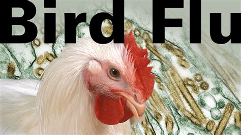 Bird flu symptoms vary from person to person. Bird Flu: Is a Pandemic Looming in Our Future? | BioEd Online