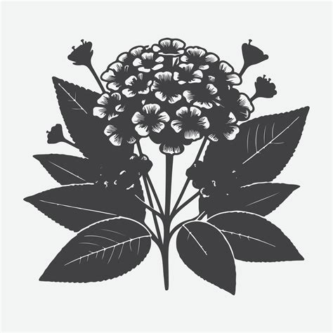 Print Enchanting Lantana Flower Silhouette, A Visual Symphony of Nature