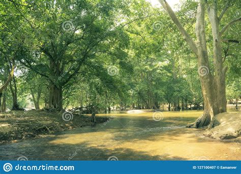River Stream In The Rain Forest Stock Image Image Of India Asia