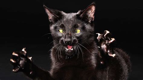 Personnaliser votre écran d'accueil avec la plus belle photo noir et blanc jamais! Fond d'écran HD chat noir colère museau, Images et Photos