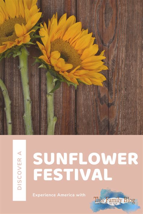 The Absolutely Best Sunflower Festivals In The World American Travel