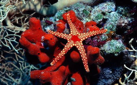 Hd Wallpaper Water Fish Underwater Sea Starfish Hd Free Red And White