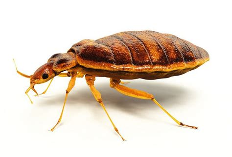 Who Knew Bed Bugs Prefer Certain Colors Colonial Pest Control