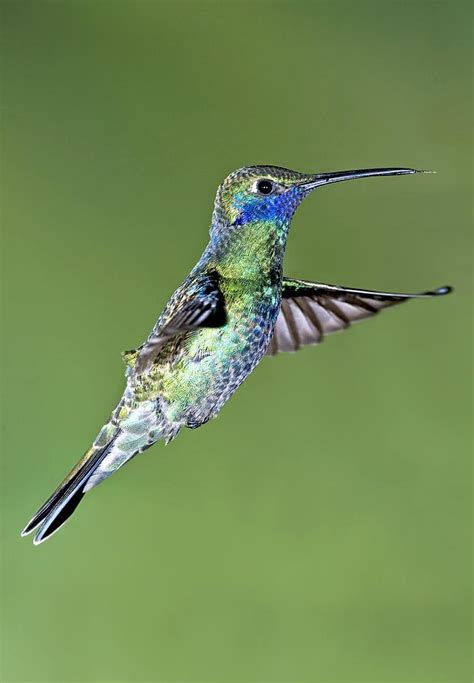 Sparkling Violetear Hummingbird Photograph By Tony Camacho Fine Art