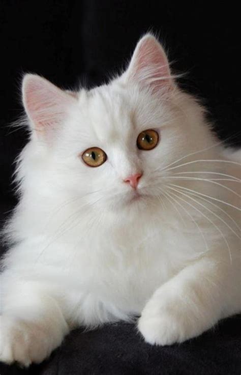 Wallpaper Kucing Lucu HD para Android - APK Baixar