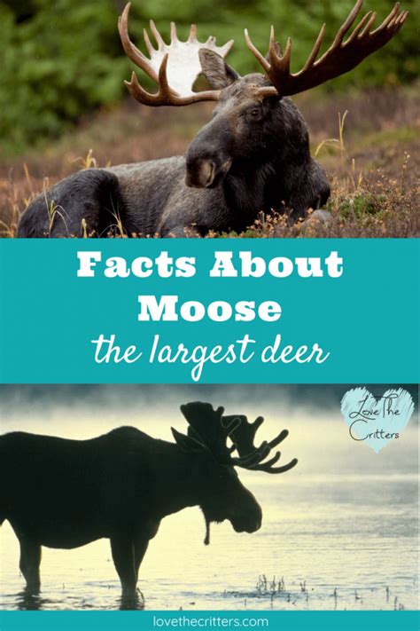 Facts About Moose The Largest Deer Love The Critters