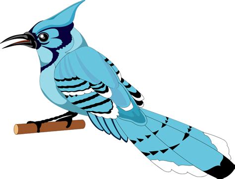 Free Blue Jay Clipart Black And White Download Free Blue Jay Clipart