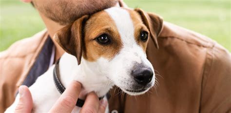 Swelling Of The Salivary Gland Salivary Mucocele In Dogs