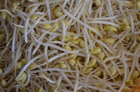 Bean Sprouts Free Stock Photo Public Domain Pictures